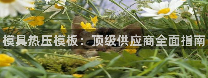 易倍单词官方网站下载：模具热压模板：顶级供应商全面指南