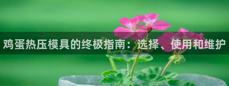 武汉易倍捷科技有限公司：鸡蛋热压模具的终极指南：选择、使