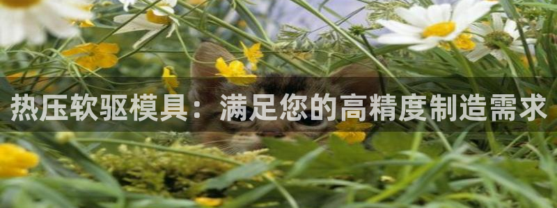 易倍单词登录网站：热压软驱模具：满足您的高精度制造需求